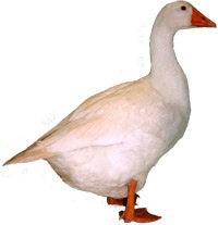 Goose