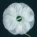 White poppy