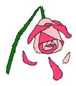 Labour Broken rose image